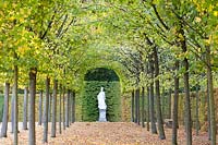 Pergola in the Schwetzingen Palace Garden, Tilia cordata 
