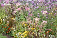 Fountain grass, Pennisetum setaceum Rubrum, Tagetes, Verbena bonariensis, Cleome 