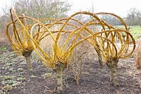 Willow sculpture, Salix alba Britzensis 
