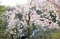 Magnolia loebneri Leonard Messel, Magnolia kobus x Magnolia stellata 