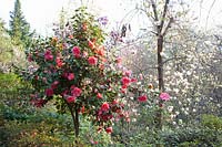 Camellia, Camellia japonica Interval 