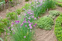 Herb garden, Allium schoenoprasum, thyme, Petroselinum crispum 