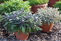 Sage in pot, Salvia officinalis Tricolor, Salvia officinalis Purple Mantle 