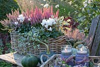 Balcony box with heather, Calluna vulgaris Pink Madonna, Calluna vulgaris Gina, Hedera helix, Cyclamen persicum, Salvia officinalis Tricolor 