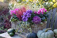 Basket with heather, Erica gracilis, Cyclamen persicum Winfall Snowridge Purple, Brassica oleracea, Aster, Calluna vulgaris Madonna 