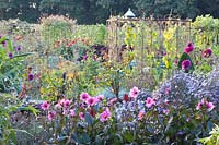 Vegetable garden with Dahlia HS Juliet, Dahlia Deborah Renee Aster Little Carlow, Buxus, Phaseolus vulgaris Borlotti 