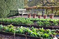 Vegetable garden in late autumn, Radicchio Palla Rossa, celeriac, radishes, Raphanus sativus; Apium graveolens, Cichorium intybus Palla Rossa 