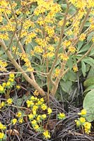 Witch hazel and winter aconite 