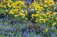Daffodils and bluebells 