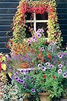 Climbing plants and potted plants 