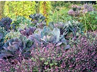 Vegetable garden with cabbage 