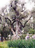 Auguste Renoir Garden 