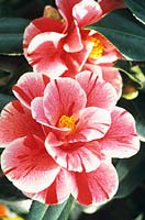Portrait Camellia, Camellia japonica Tricolor 