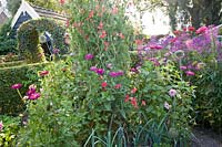 Cottage garden with sweet peas 