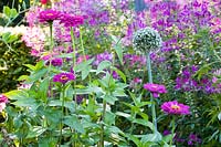 Bed with Zinnia and Spider Plant, Zinnia, Cleome 