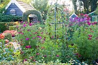 Cottage garden with annuals 