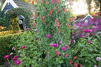 Cottage garden with sweet peas 