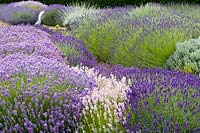 Lavender in rows 