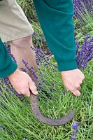 Harvesting lavender 