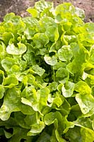 Portrait of green oak leaf lettuce, Lactuca sativa Smile 