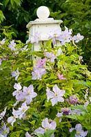 Clematis on the obelisk 