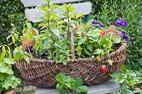Basket with herbs and strawberries 