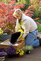 Woman plants box with autumn flowers 
