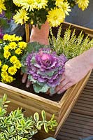 Woman plants box with autumn flowers 