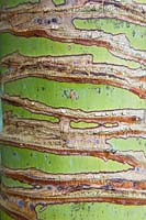 Trunk/bark of a palm tree, Trachycarpus fortunei 