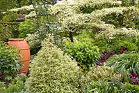 Woody plants and perennials in spring 