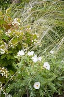 Combination grass and hydrangea, Stipa barbata, Hydrangea quercifolia 