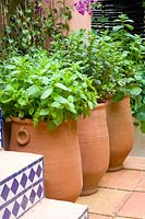 Pot garden with herbs, lemon balm, peppermint, Melissa officinalis, Mentha piperita 