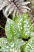 Combination of ornamental foliage plants, rainbow fern, lungwort, Athyrium niponicum Metallicum, Pulmonaria Bavels 