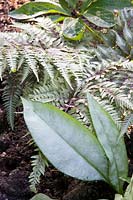 Combination of ornamental foliage plants, rainbow fern, lungwort, Athyrium niponicum Metallicum, Pulmonaria Cotton Cool 