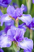 Portrait Siberian Iris 