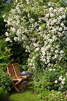 Seating in front of climbing rose, Rosa Rambling Rector 
