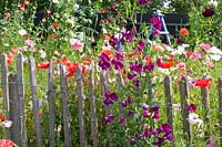 Fence with vetch and corn poppy, Lathyrus odoratus, Papaver rhoeas Shirley 