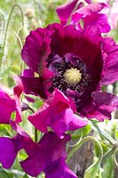 Combination of opium poppy and vetch, Papaver somniferum, Lathyrus odoratus 