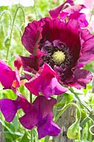 Combination of opium poppy and vetch, Papaver somniferum, Lathyrus odoratus 