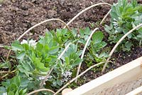 Growing broad beans, Vicia faba The Suttons 