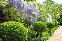 Magnificent wisteria in the garden, Wisteria 