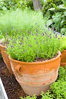 Lavender and fennel in a pot 