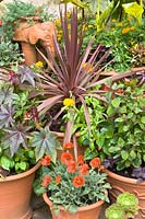 Pot garden with exotic flair 