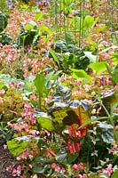 Swiss chard and begonias 