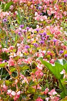 Combination of verbena and begonia Verbena venosa, Begonia Braveheart 