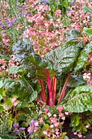Swiss chard and begonias 