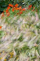 Grasses and nasturtiums, Hordeum jubatum, Tropaeolum majus Nanum 