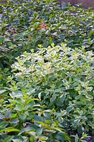 Herb bed, pineapple sage, mint, basil, Salvia rutilans, Mentha spicata, Mentha suaveolen, Ocimum basilicum African Blue 