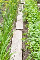 Boards as paths in the vegetable garden 