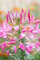Portrait of Spider Plant, Cleome spinosa Helen Campbell 